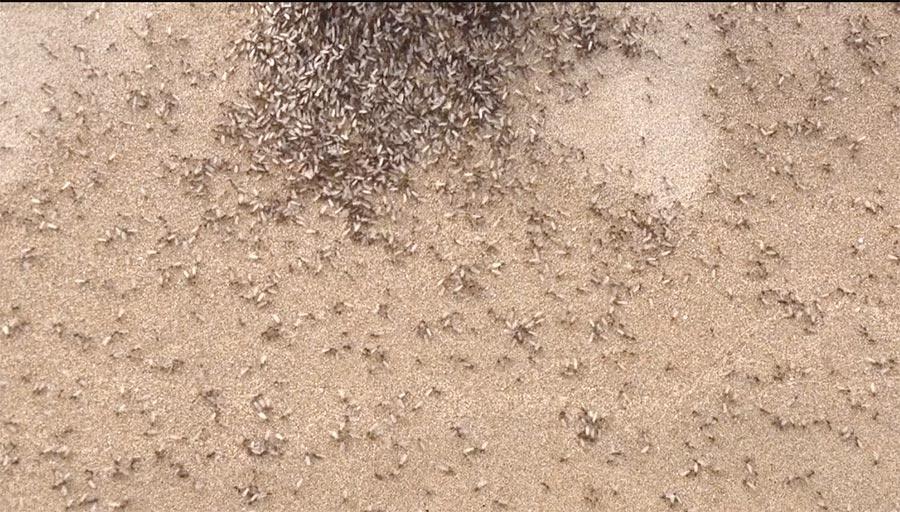 fourmis volantes à l'escala
